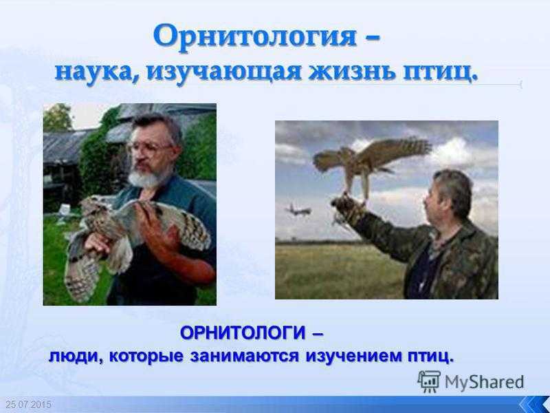 Орнитология
