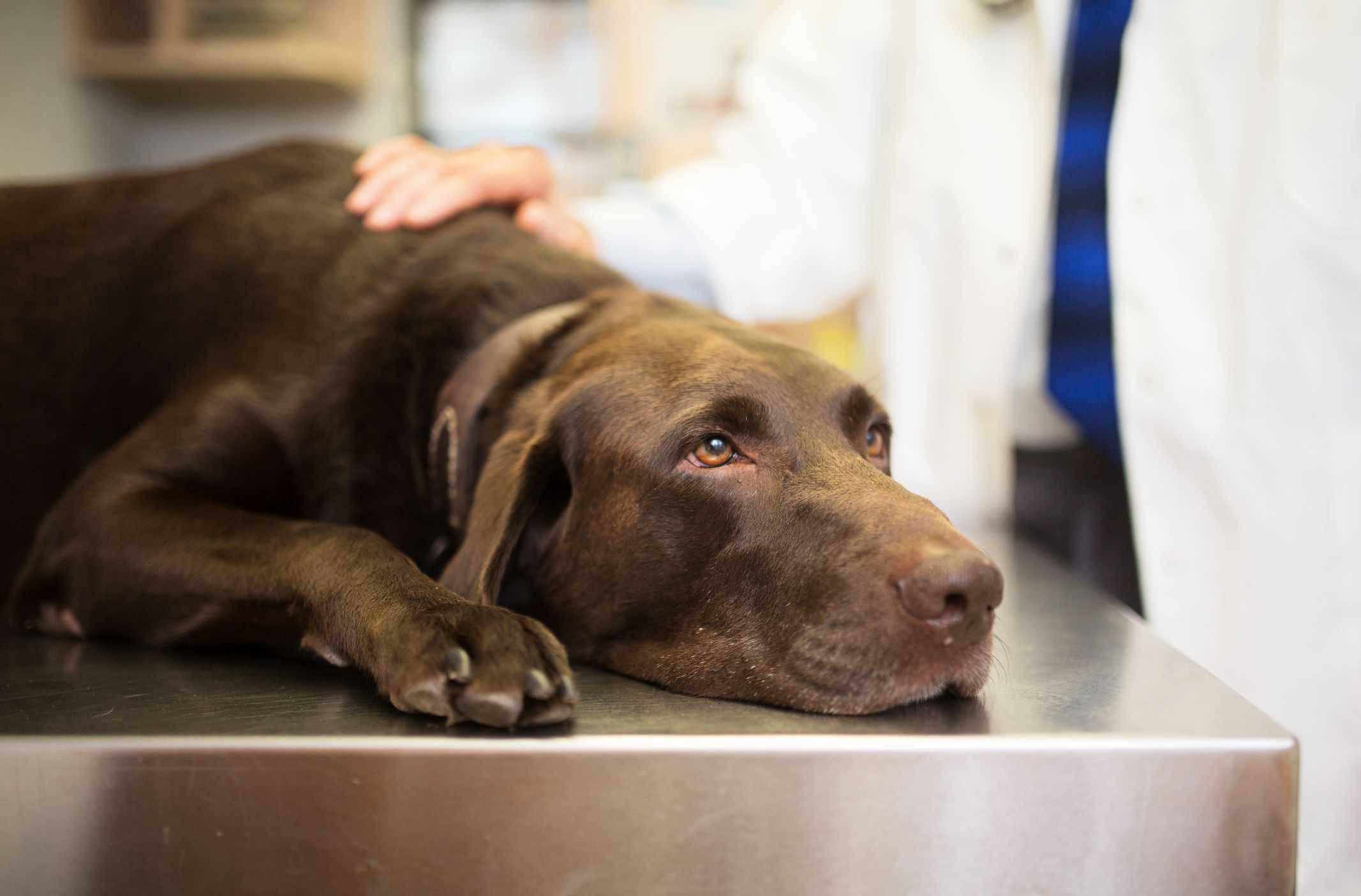 Анемия у собак: виды, симптомы, причины и лечение | petguru