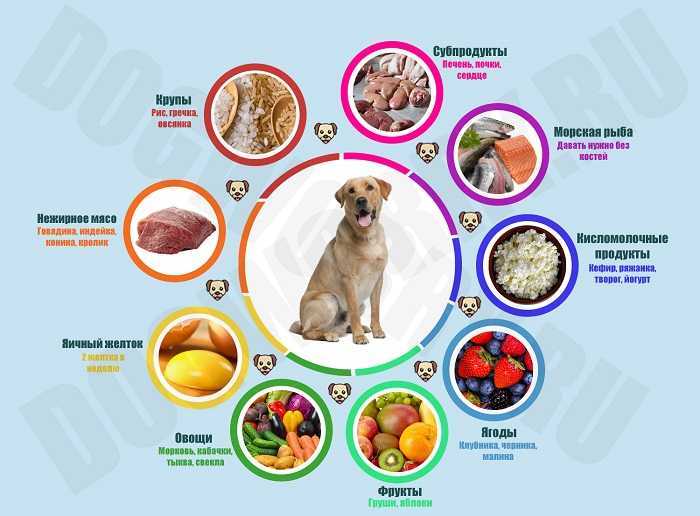 Полезные продукты для собак