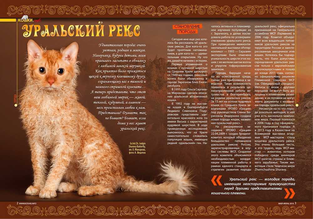 Кошка немецкий рекс - описание породы, фото, отзывы, характер