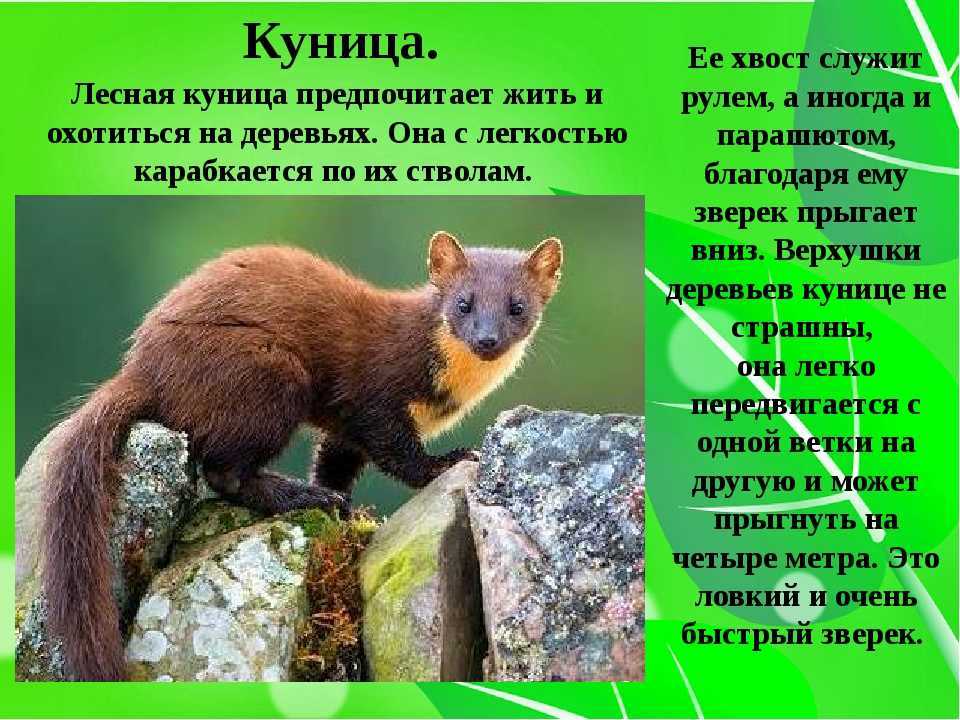 Презентация на тему "животные и растения из красной книги чувашской республики"