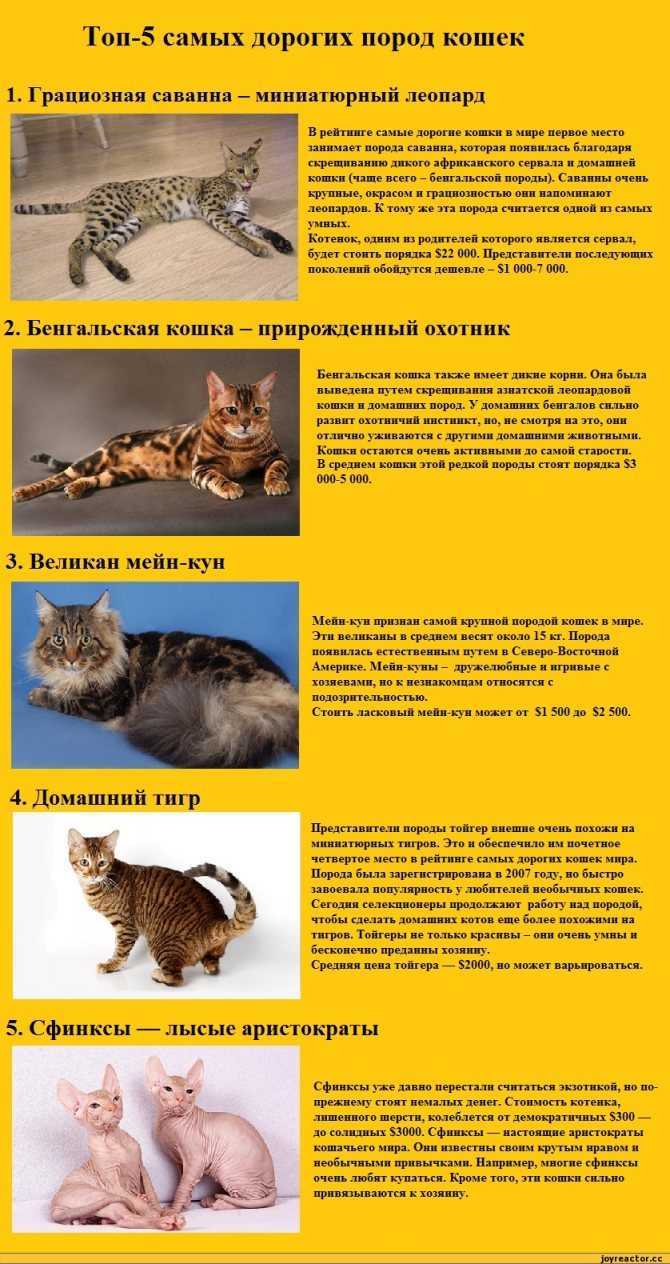 Какие есть самые опасные кошки в мире