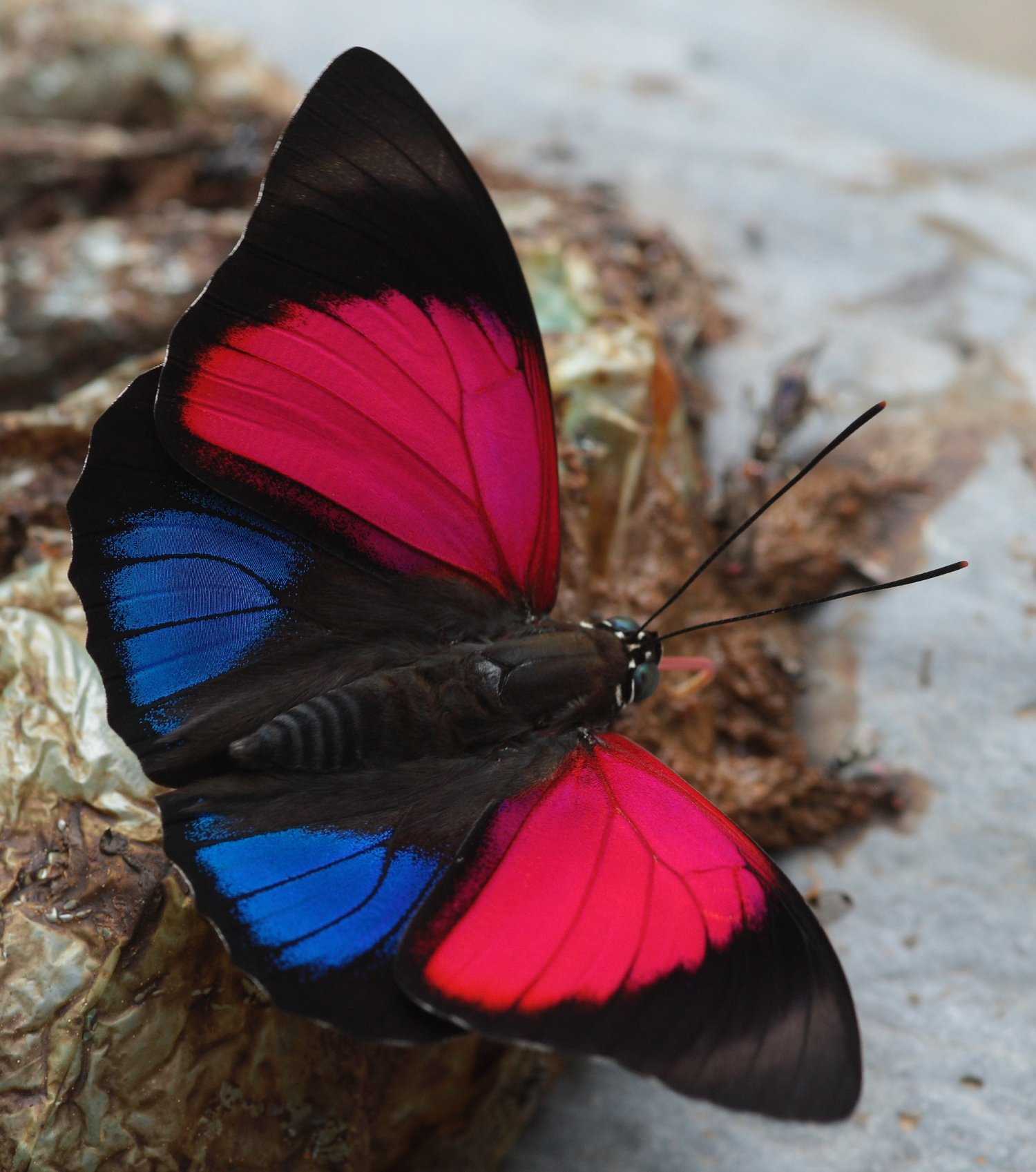 Популярные виды бабочек, их названия и описание