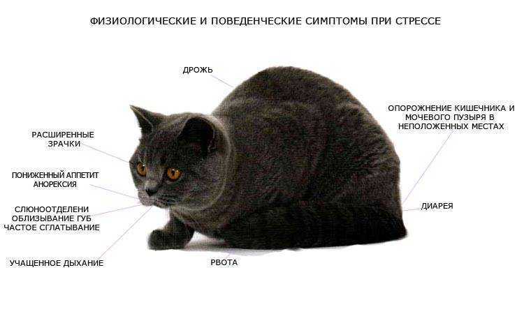 Что делать, если кошка ходит кругами?