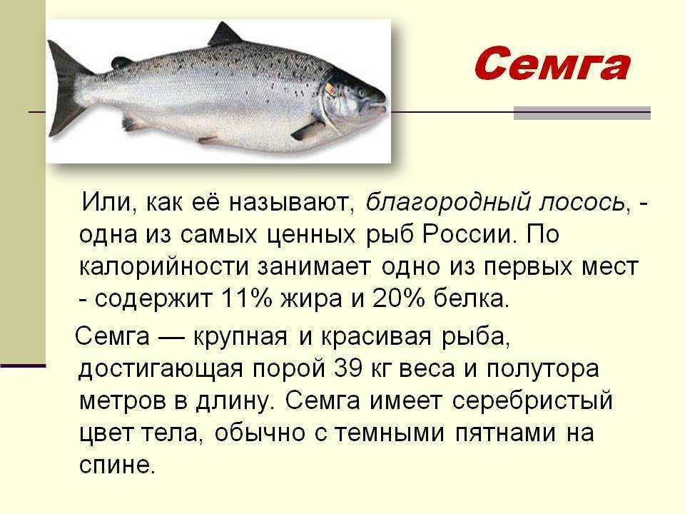 Зверек карбыш: фото, описание, среда обитания, вред и методы борьбы - truehunter.ru