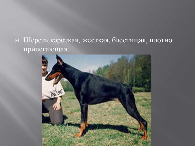 Доберман: фото, описание породы, характера, ухода, здоровья