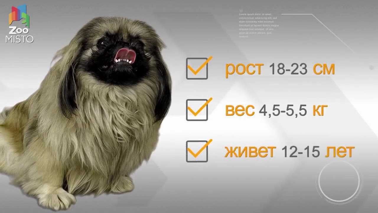 Средняя продолжительность жизни собак мальчиков и девочек породы пекинес дома