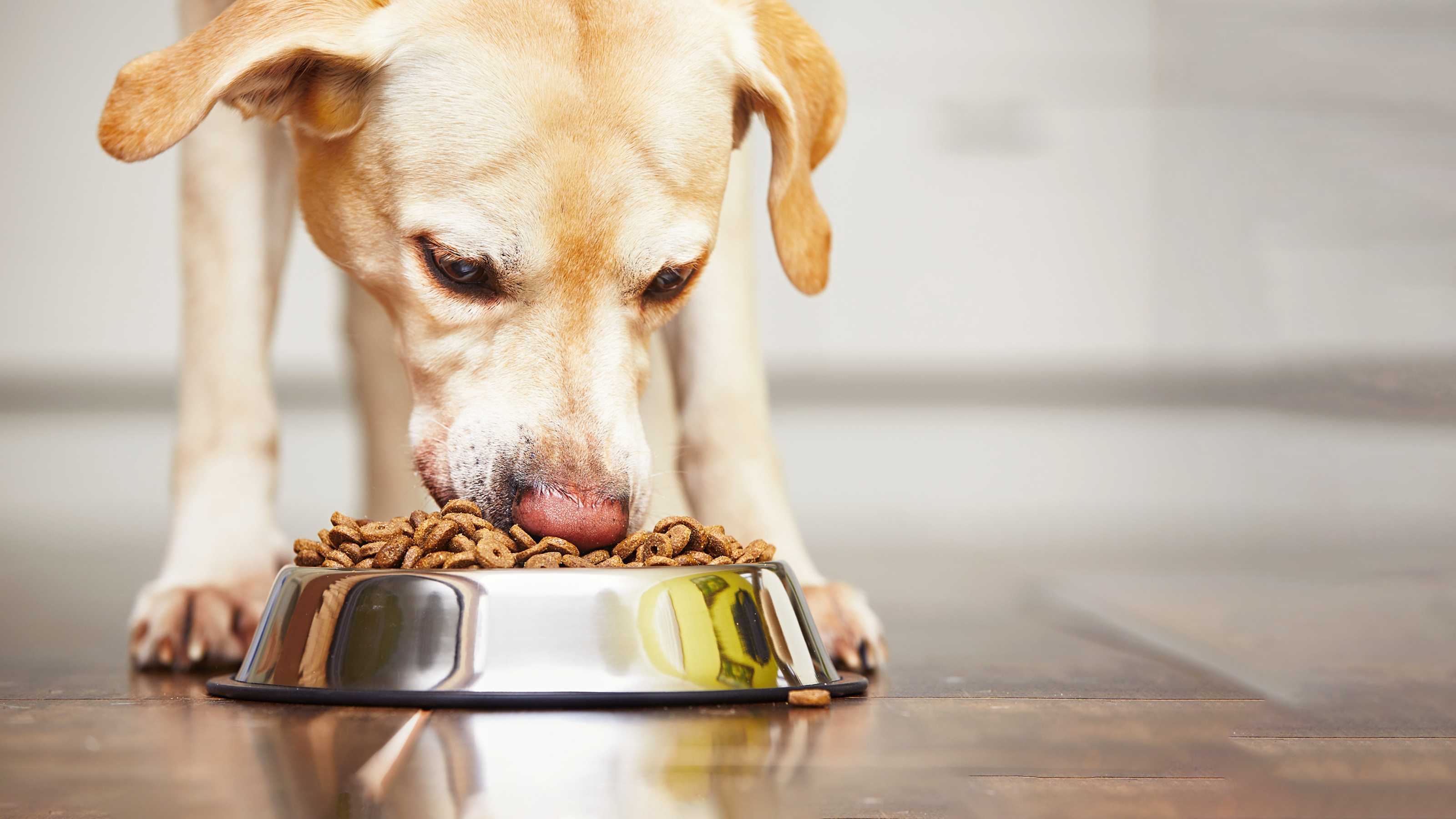 Что нельзя давать собакам, о запрещённых продуктах питания.