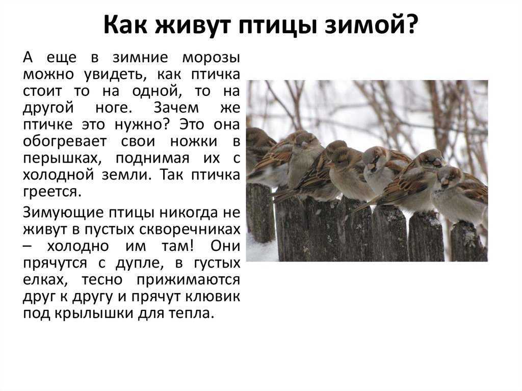 Птица жаворонок – фото, описание, ареал, рацион, популяция