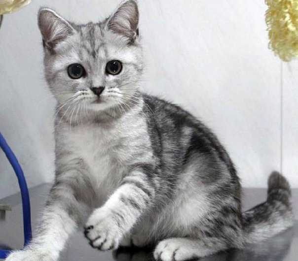 Скоттиш страйт – шотландская прямоухая кошка