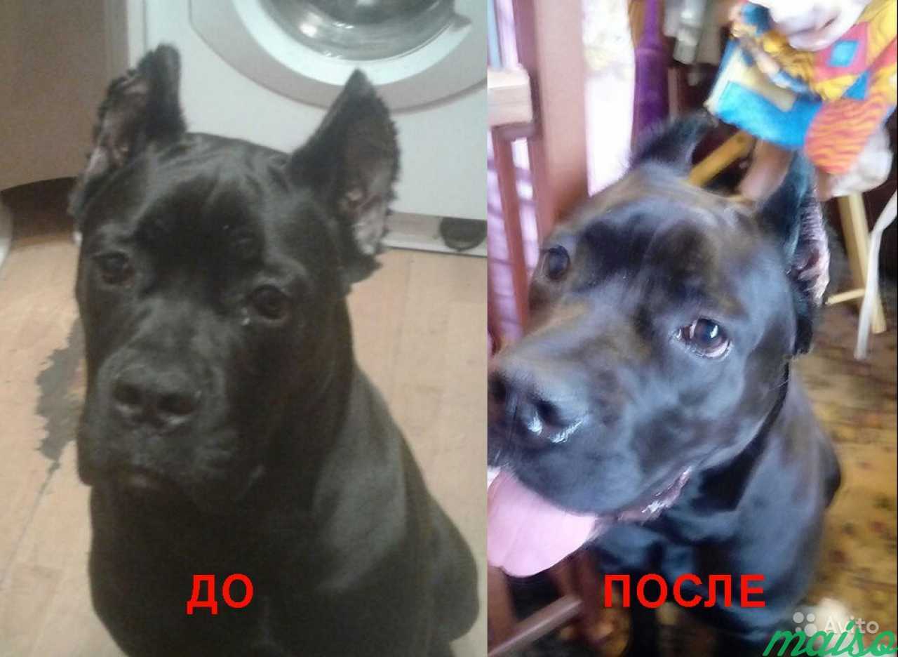 Стоит ли купировать уши стаффу: преимущества и недостатки процедуры