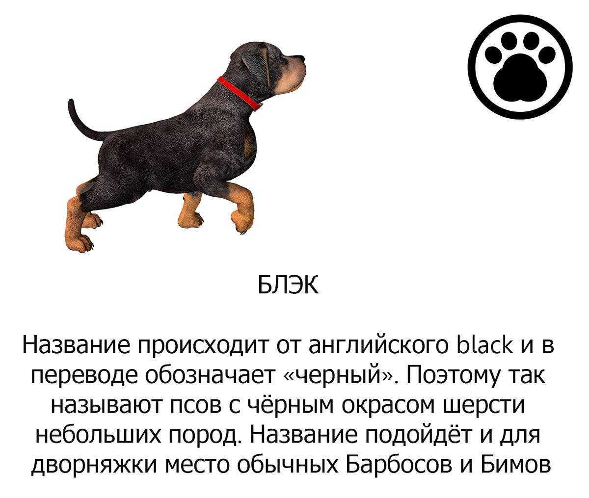 Читайте статью имена и клички на букву Г для мальчиков Популярные, смешные, забавные, благородные, английские и самые красивые клички для мальчиков