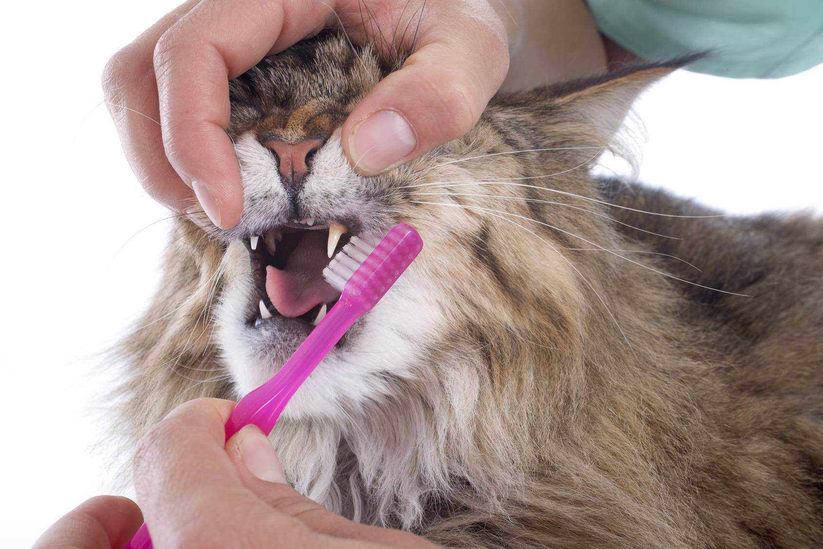 Зубной камень у кошек и котов - симптомы, лечение, препараты, причины появления | наши лучшие друзья