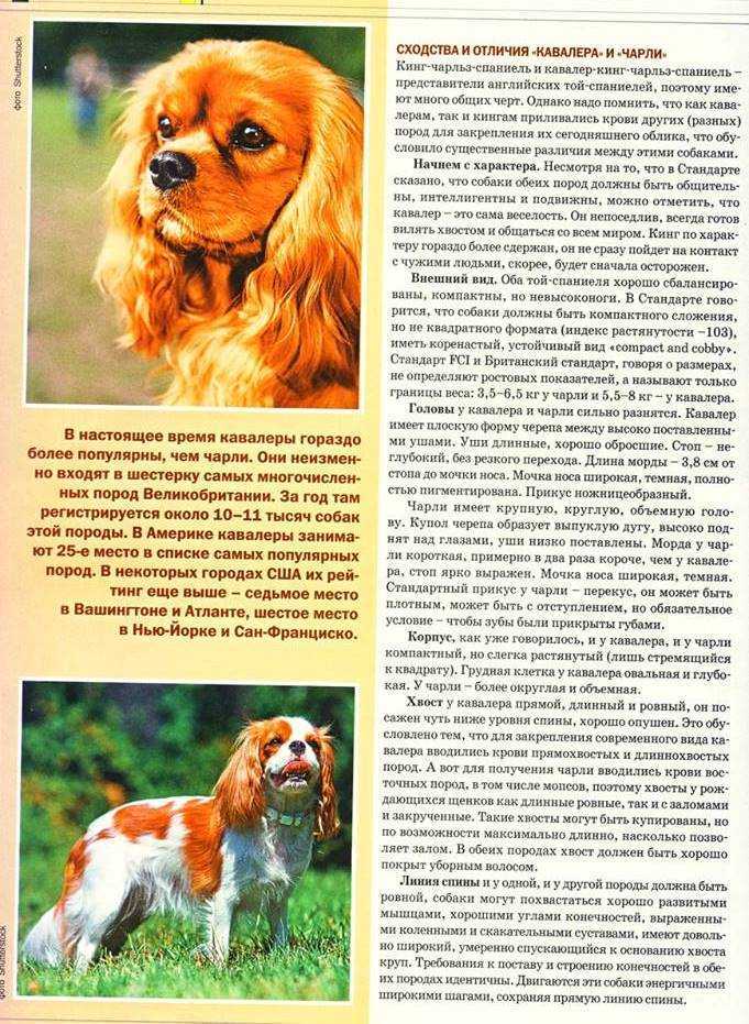 Кавалер-кинг-чарльз-спаниель: история, характер, особенности содержания и стандарт породы (+ фото) | ваши питомцы