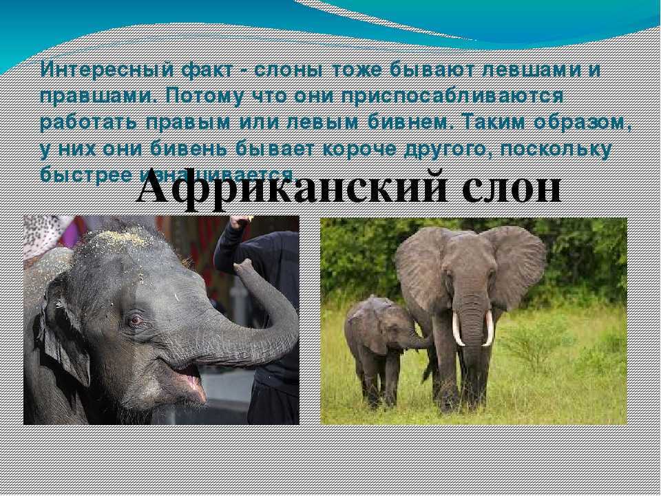 Интересные факты о слонах