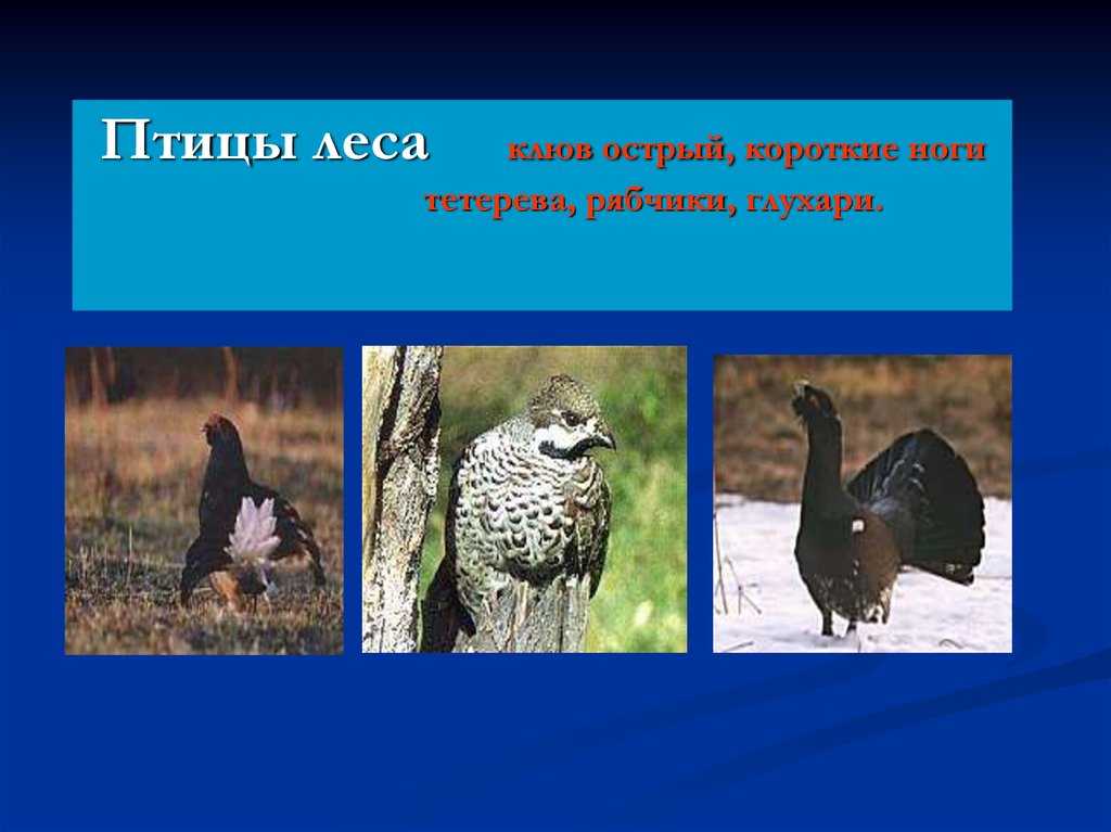 Глухарь
