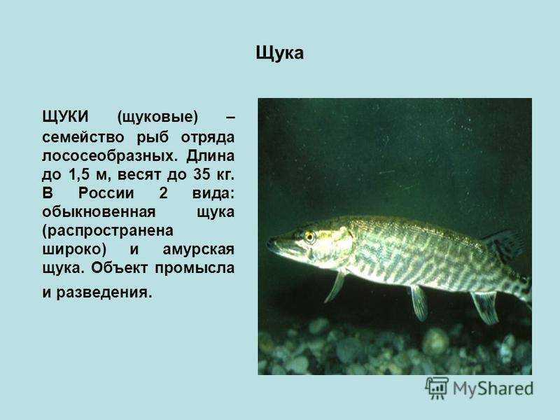 Хищная рыба барракуда: описание и интересные факты