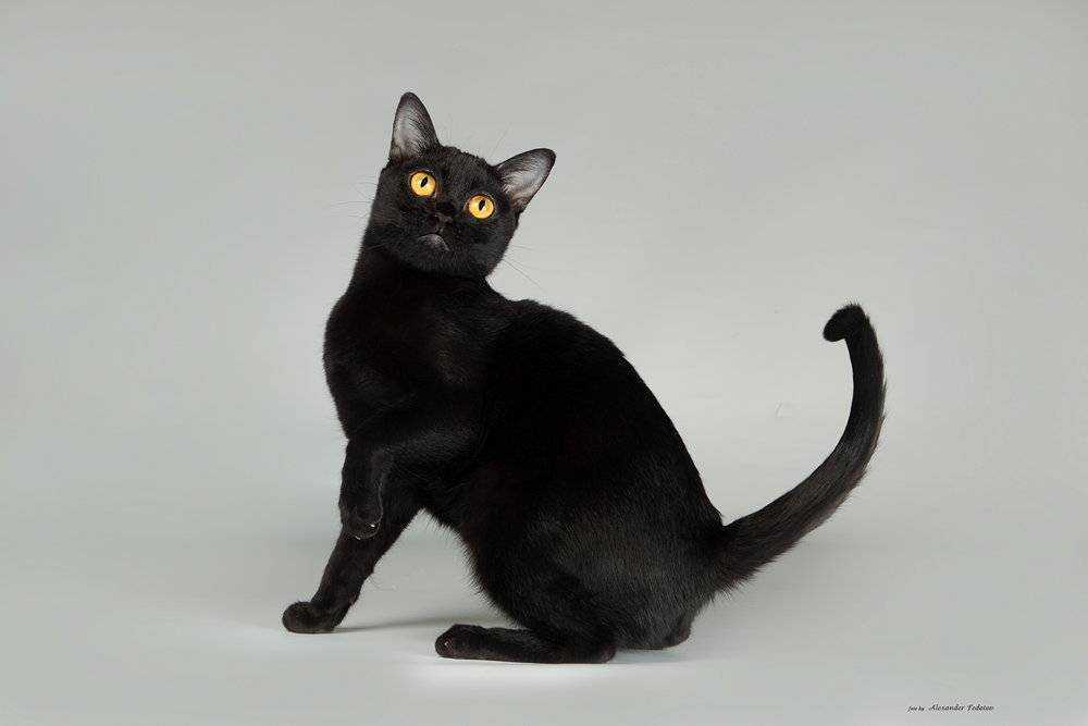 Бомбейская кошка — описание пород котов