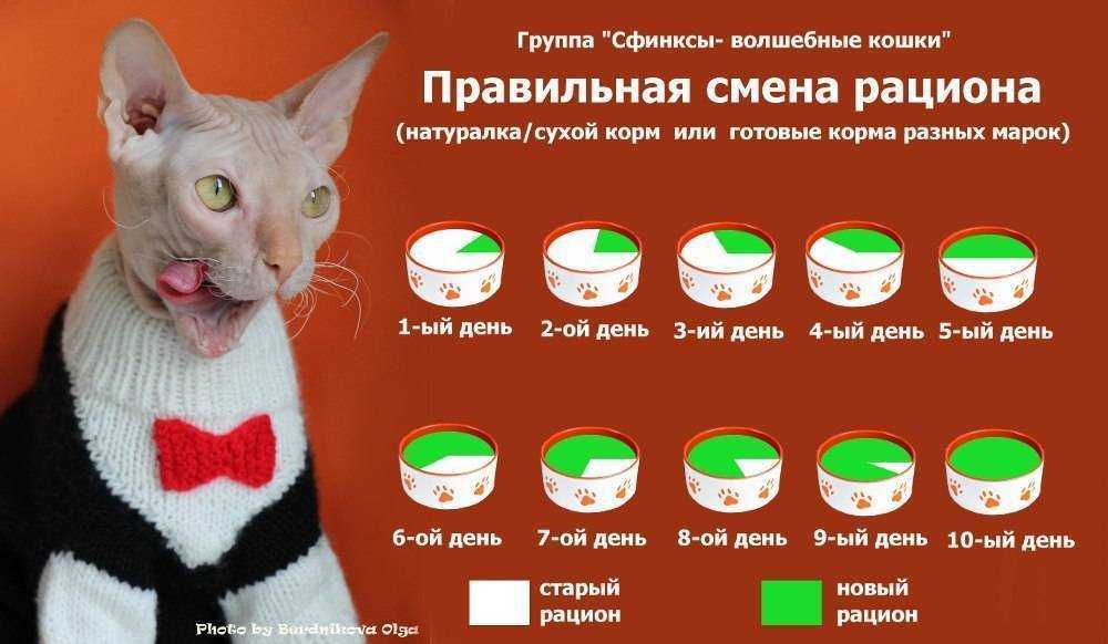 Особенности кормления котёнка и взрослого кота шотландской породы