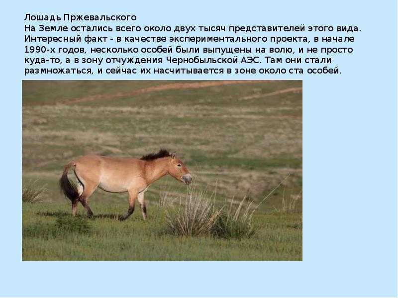 Лошадь пржевальского. среда обитания и образ жизни лошади пржевальского