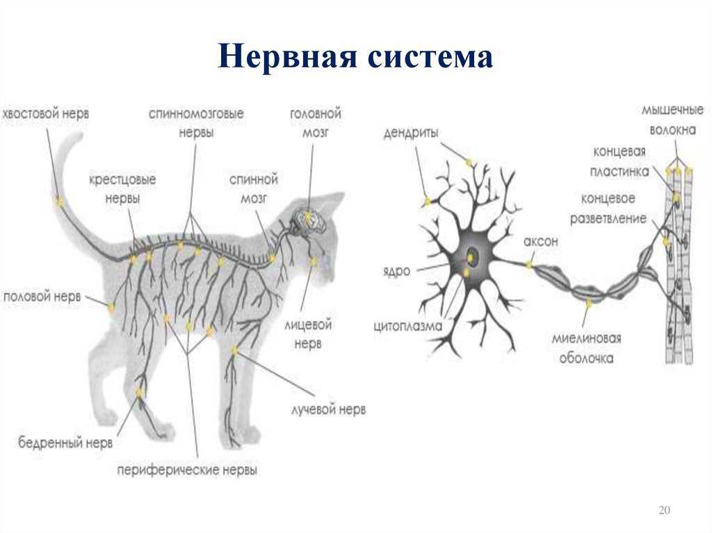 Описание строения внутренних органов кошки и общей анатомии домашнего животного