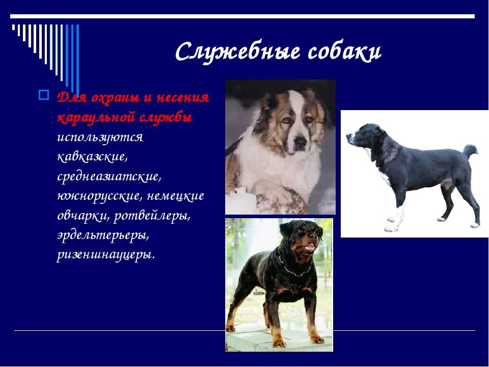 Служебные породы собак: топ-10 с фото и названиями