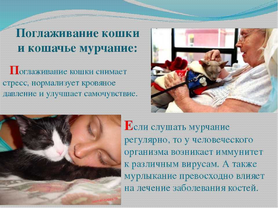 ᐉ почему кошки не любят когда их целуют – почему нельзя целовать кошек в морду? - zoomanji.ru