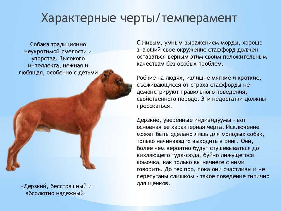 Чем опасен бультерьер: характеристика и описание породы