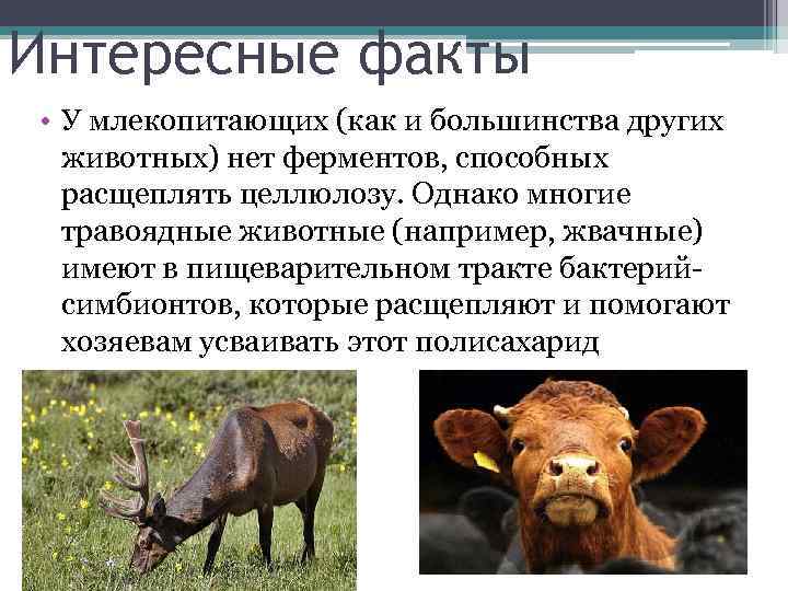 Что символизируют слон, носорог, лев, крокодил, бык, газель, пантера, жираф