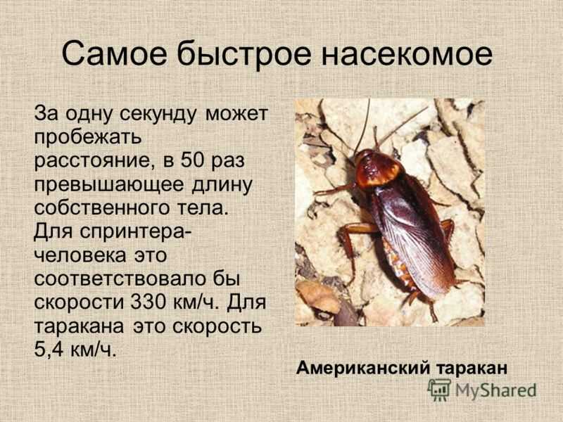10 самых быстрых представителей животного мира :: инфониак