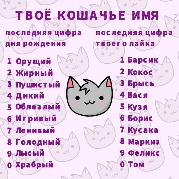 Клички для кошек: имена для девочек