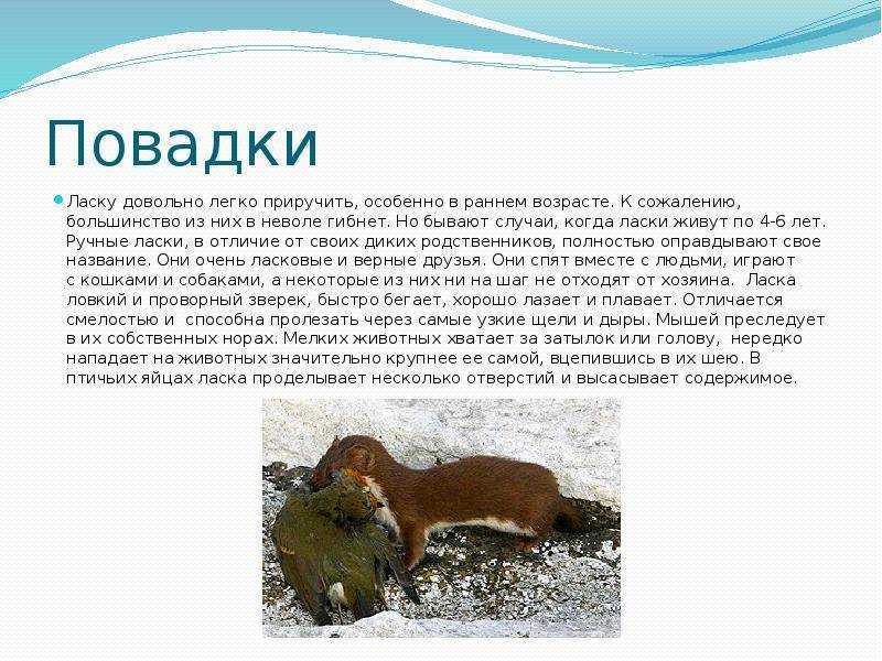 Тениаринхоз - бычий цепень | университетская клиника