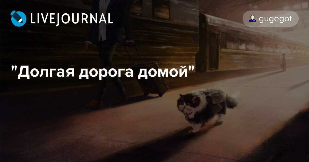 Как кошки находят дорогу домой