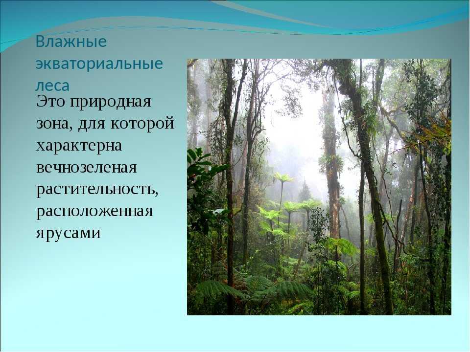 Природные зоны влажных экваториальных лесов