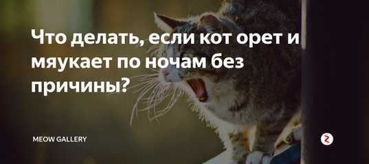 Кот ведет себя неадекватно – причины и что делать