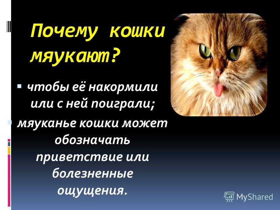 Кот ведет себя неадекватно - причины и что делать