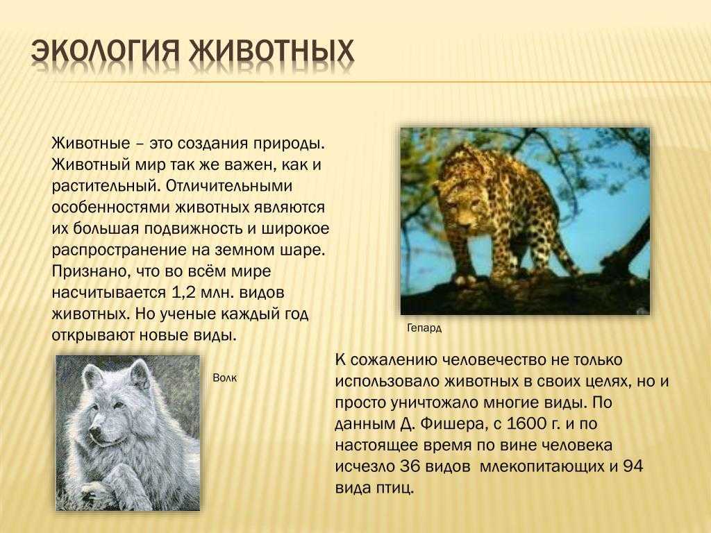 виды экологии животных Доклад на тему экологии животных Экология в жизни лесных животных