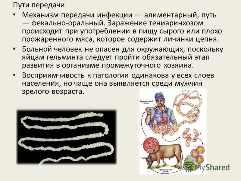 Гадюка змея. образ жизни и среда обитания гадюки | животный мир