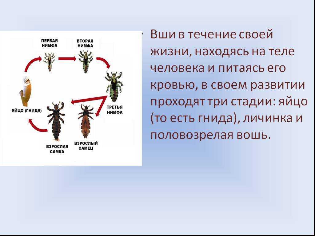 Чем опасен укус осы?