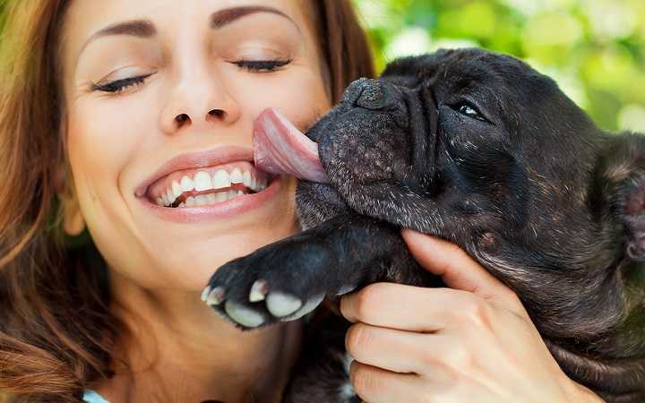 5 причин, почему собака постоянно лижет вам лицо