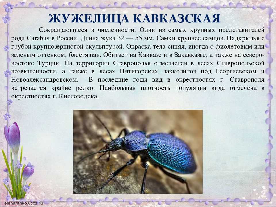 Где живет Ареал распространения венгерской жужелицы занимает значительную часть Центральной Европы и представлен тремя изолированными территориями Одна