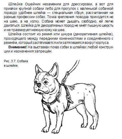 Французский бульдог: стандарт породы, содержание и уход, здоровье (+ фото и видео)