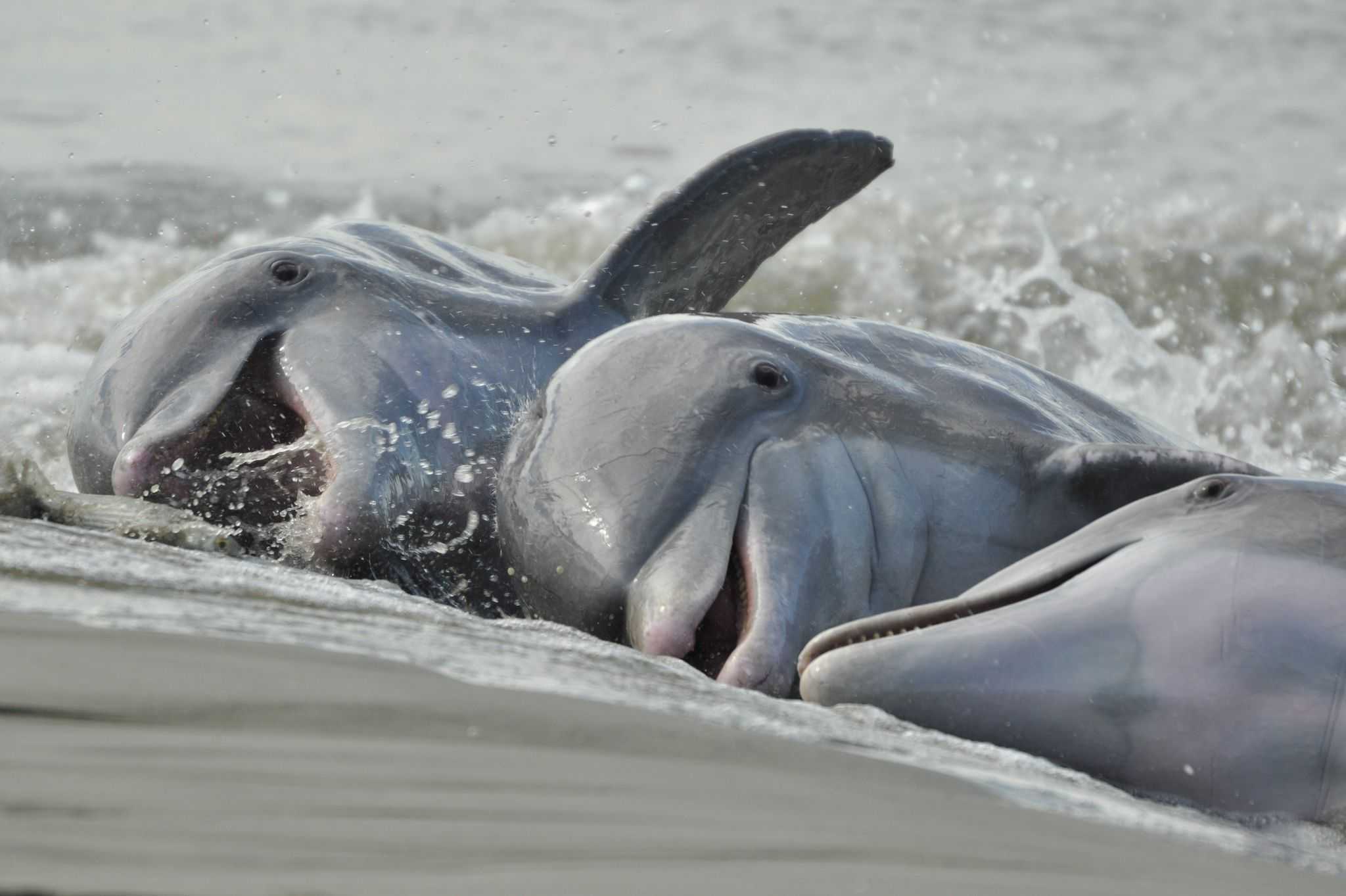 Самые маленькие дельфины в мире — дельфины гектора