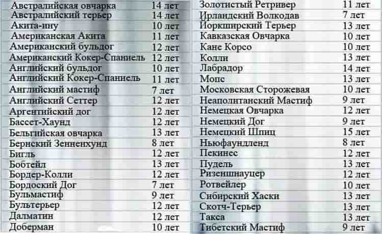 Сколько лет живут собаки. как определить возраст собаки. секреты долголетия