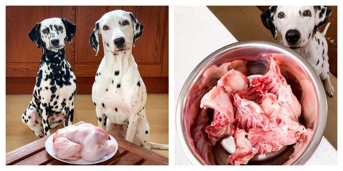 Почему собакам нельзя куриные кости: какой вред будет, если давать их, чем они опасны по мнению ветеринаров и о каких последствиях говорят те, кто кормили ими