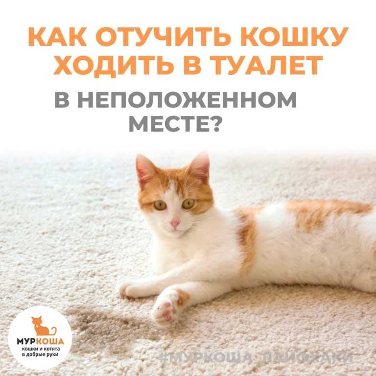 Как приучить «домашнюю» кошку выходить на улицу - статьи