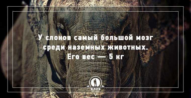 Исследовательская работа «кто такой слон?»