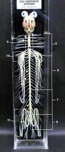 Внутренние органы кошек (анатомические особенности) | tassel magic