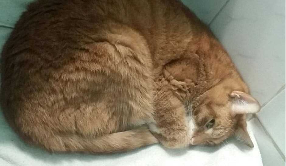Почему кошка стала вялой, не ест и не пьет несколько дней и постоянно спит: что делать, как лечить питомца?