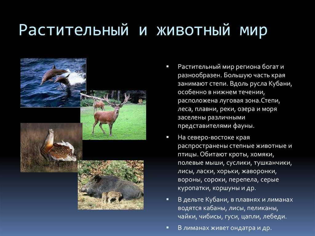 Птицы ленинградской области: фото, названия и описания (каталог)